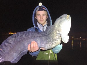 Fin steinbit tatt på nattestid. Foto: John Olav Florø-Larsen