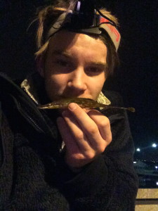 tangstikling foto: Privat