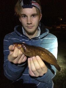 5trådet tangbrosme foto: John Olav Florø-Larsen