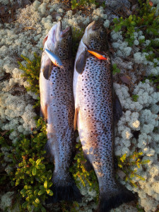 Trout_1.1kg_and_1.6kg_Hundsjön