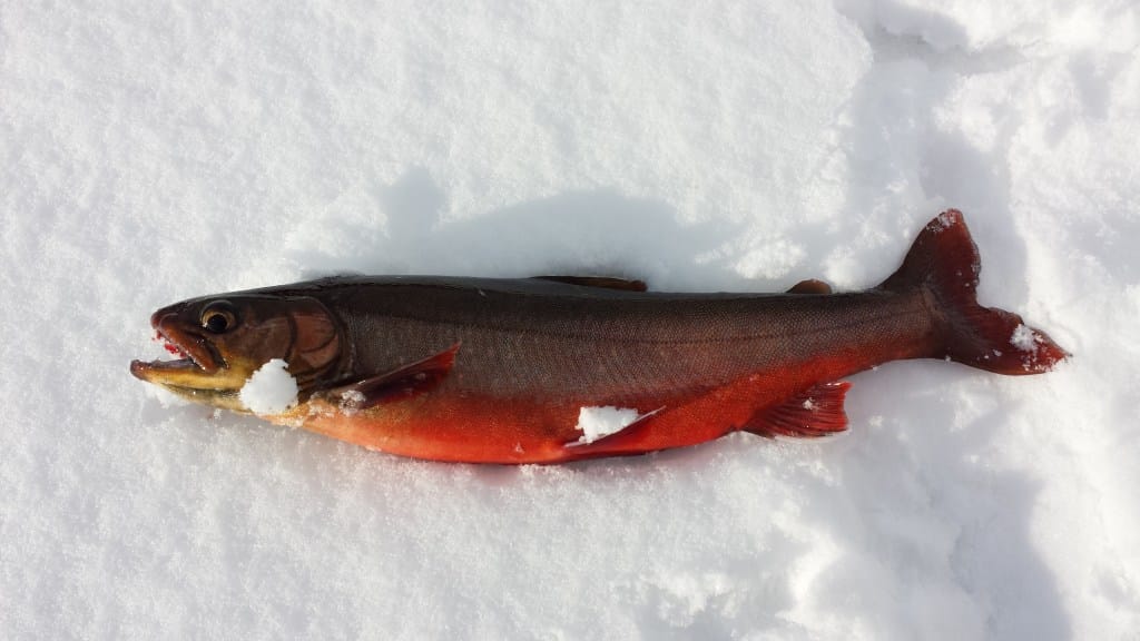 Opplev fantastisk røyefiske på Haugatjønna - Fiskeavisen