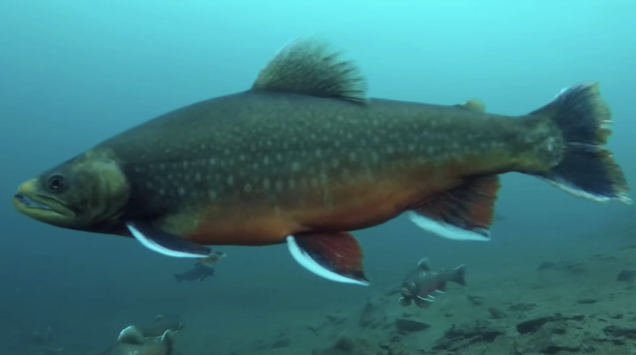 Komplett guide - Innføring i isfiske - Fiskeavisen