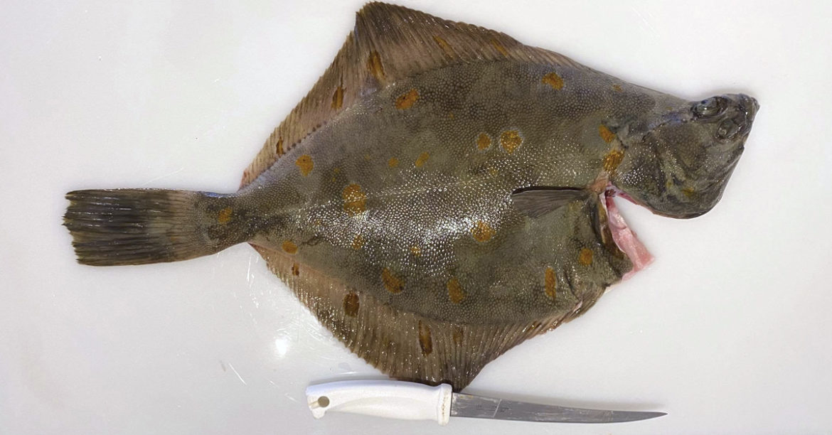 Hvordan filetere flyndre / rødspette - Fiskeavisen