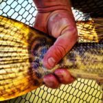 Bilde av halefinnen til en gjedde