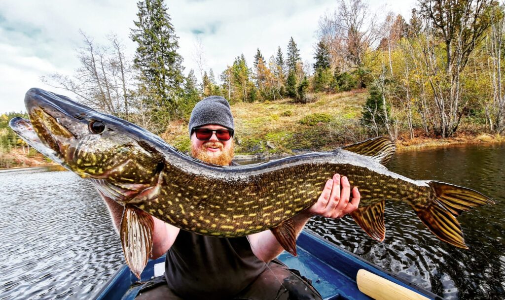 Fisker som holder opp en stor gjedde