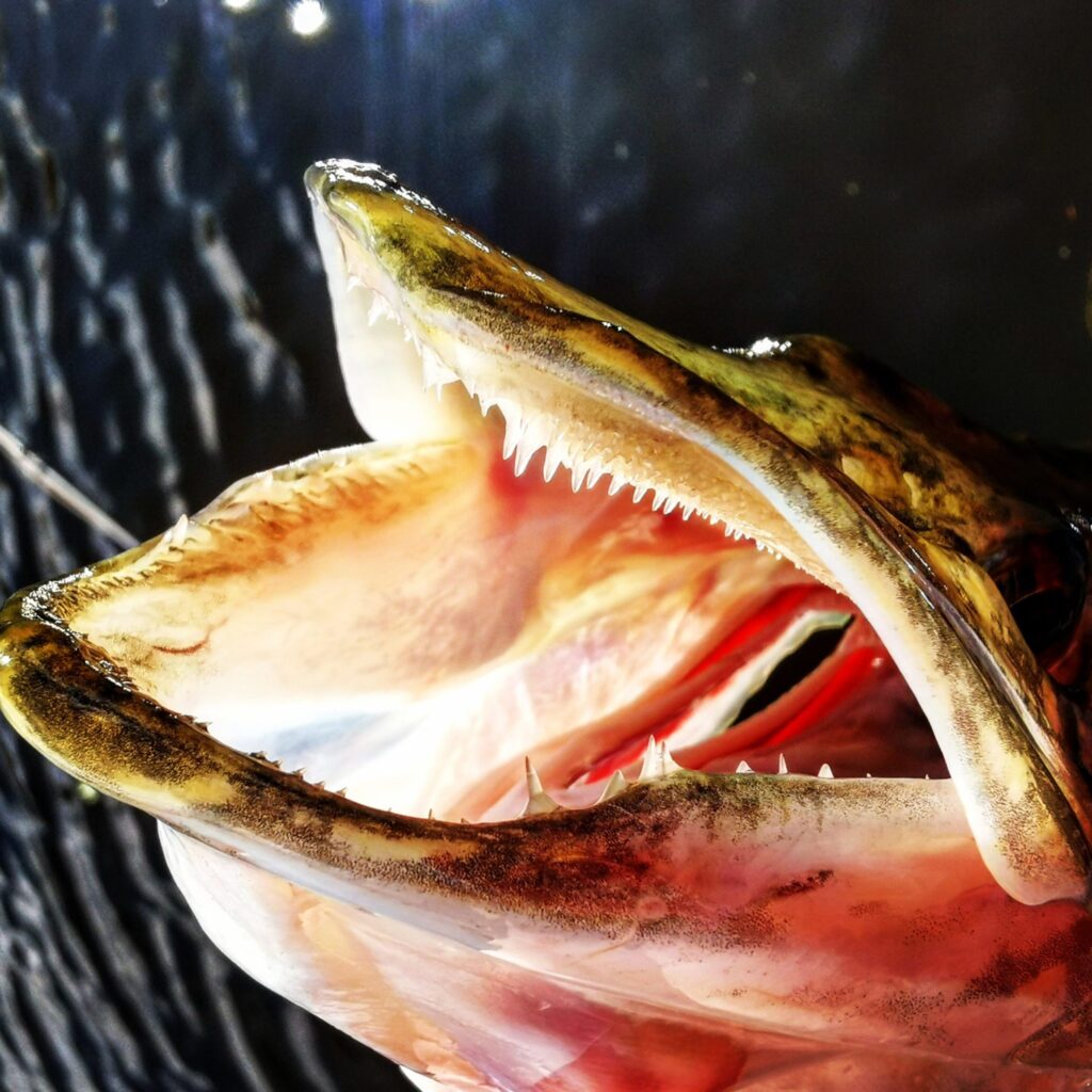 bilde av tennene til gjedda