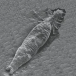 Gyrodactylus salaris Foto: Wikipedia