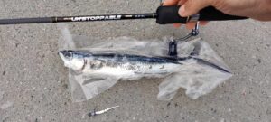 flyvefisk