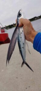 flyvefisk