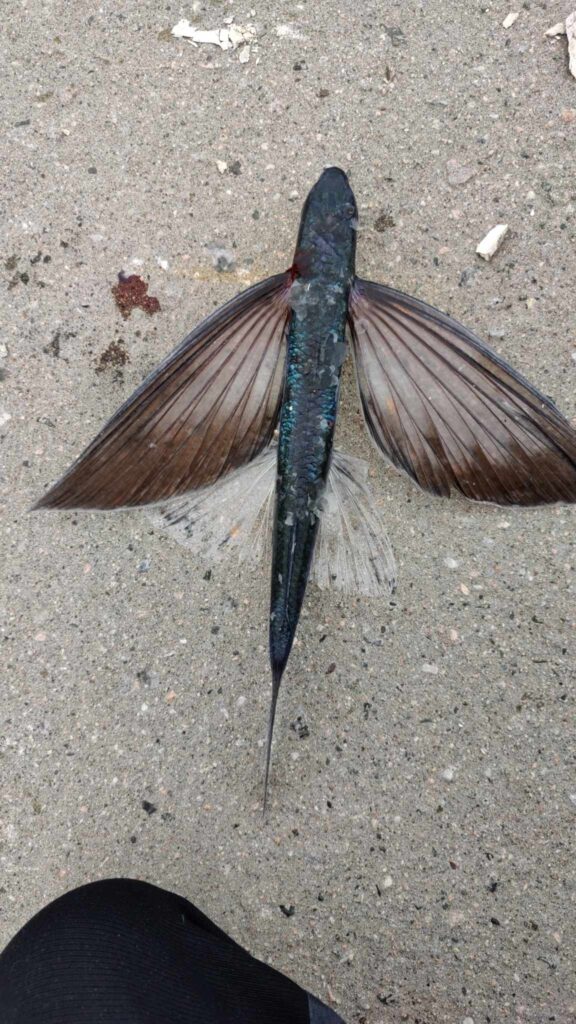 flyvefisk