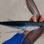 Er dette første flyvefisk tatt på stang i Norge?