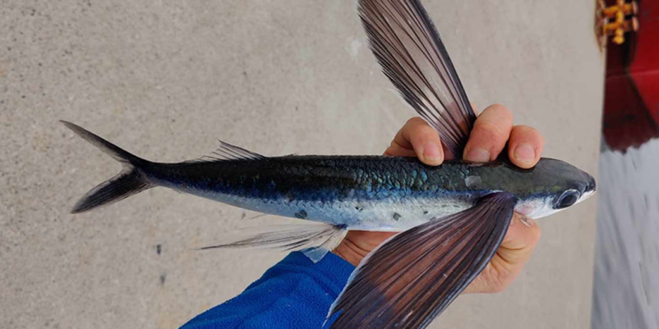 Er dette første flyvefisk tatt på stang i Norge?