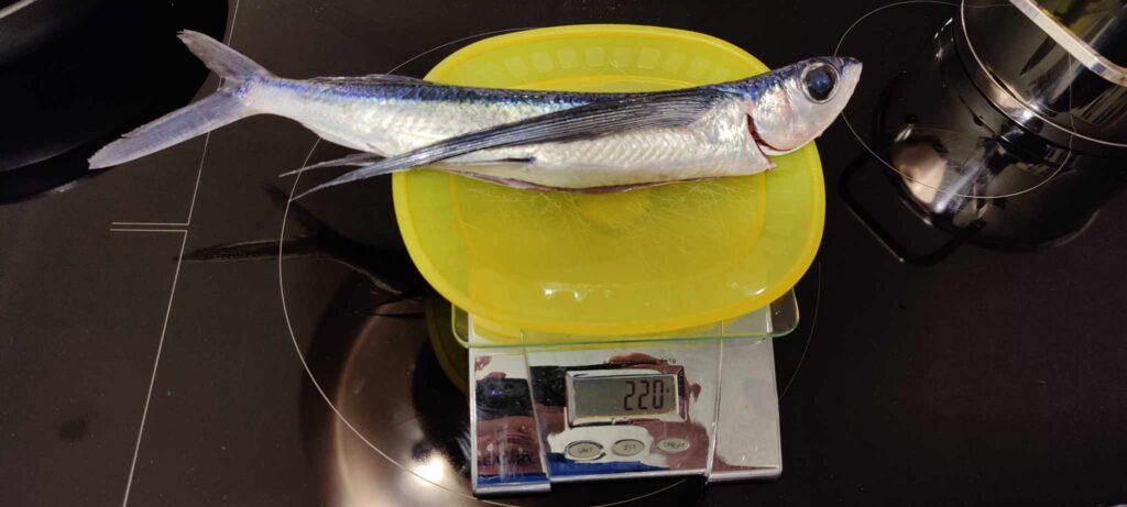 flyvefisk