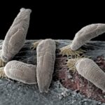 Parasitten Gyrodactylus salaris sett gjennom elekronmikroskop. Foto og fargelegging: Jannicke Wiik-Nielsen, Veterinærinstituttet