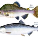 Illustrasjon av pukkellaks frå NINA-plakat