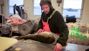 torsk forskning havforskning