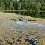 ØYDELEGG LEVEOMRÅDE: Trådforma grønalgar dekkjer delar av Dalstjern i Lunner på Hadeland, og øydelegg leveområda for fisk og anna liv i innsjøen.|Foto: Håvard Lucasen/Vannområdet Randsfjorden