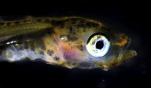 torskelarve Havforskningsinstituttet