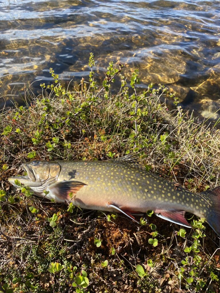 Bekkerøye røye fiske røya norges  urfisk