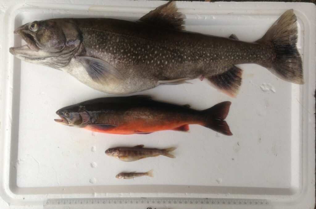 røye tinnsjøen  Røya - Norges urfisk