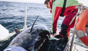 tunfisk verdens største tunfisk