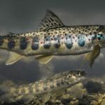 laks småblank namsen