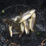 ørret sjøørret fisk fiske forvaltning