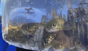 laks smolt namsen