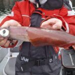 stripekalmar blekksprut