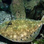 Rødspette (Pleuronectes platessa).