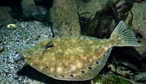 Rødspette (Pleuronectes platessa).