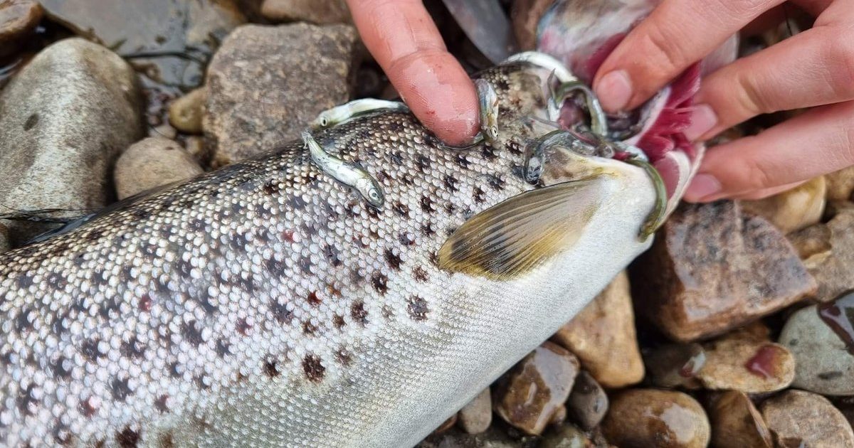 Ørreten fra Skallelva hadde forsynt seg av pukkellaksyngel.