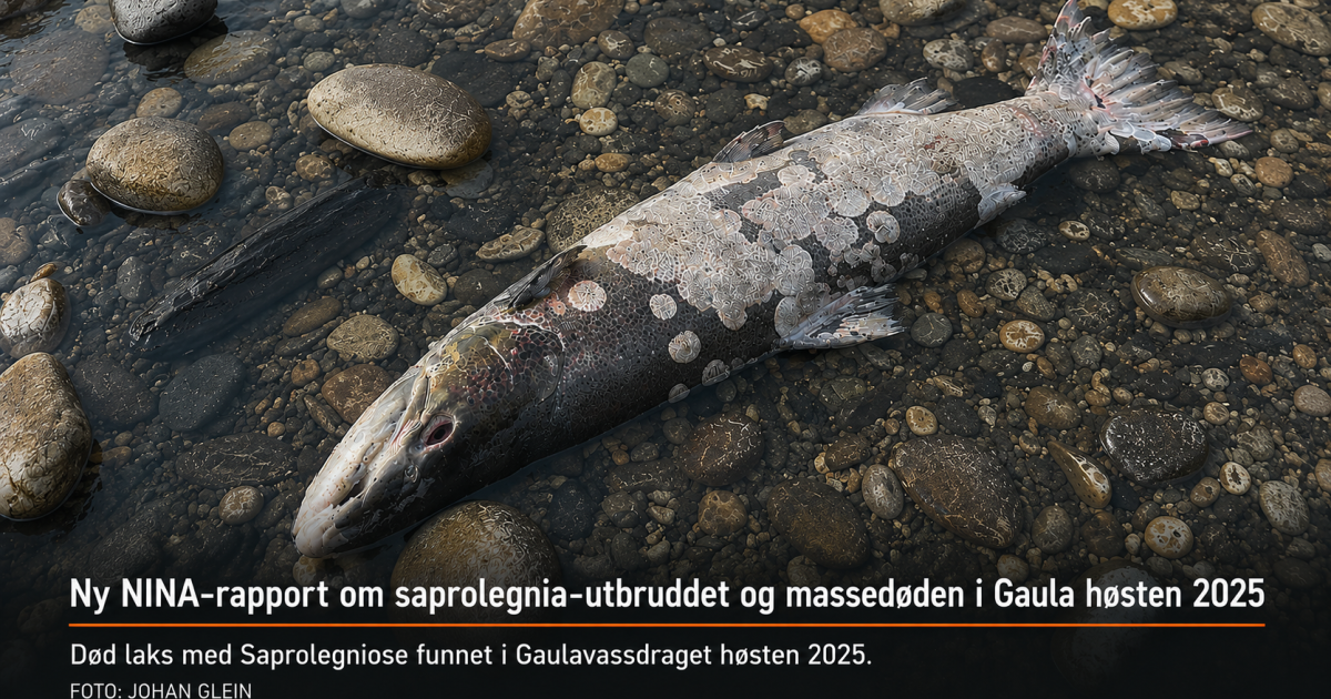 laks med Saprolegniose