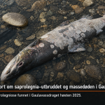 laks med Saprolegniose