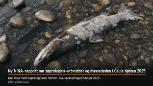 laks med Saprolegniose