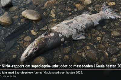laks med Saprolegniose