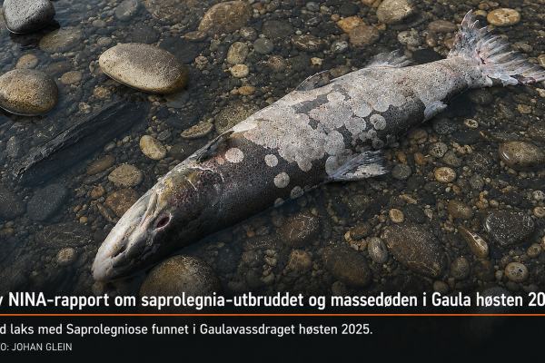 laks med Saprolegniose