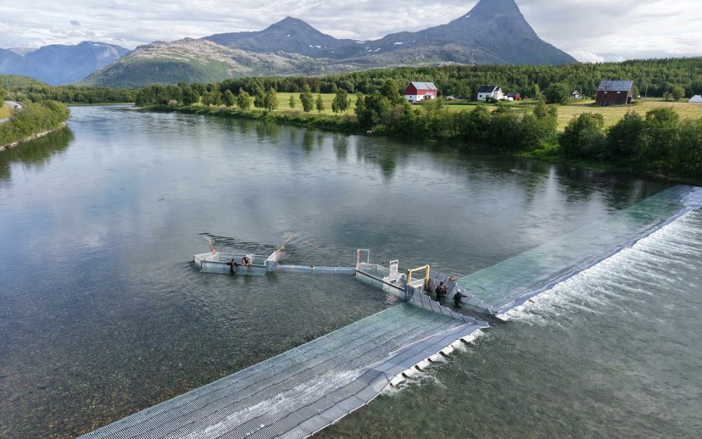 Pukkellaksfelle i Reisaelv